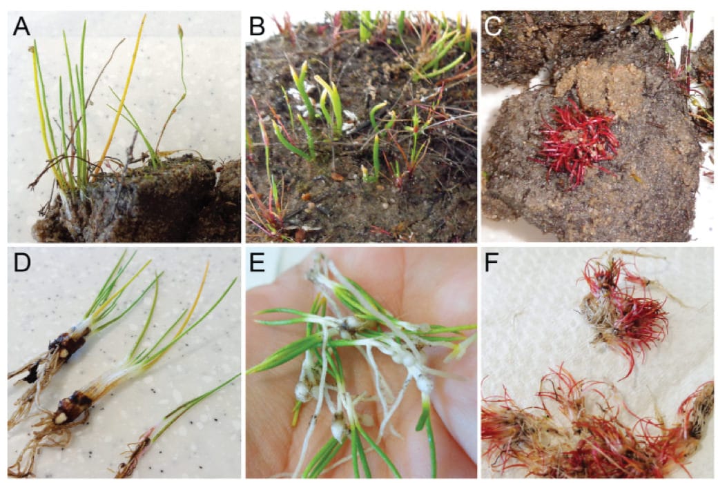 Lycophytes from the Alison Baird Reserve.