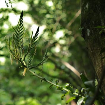 Halloween Special: First record of bat-pollination in Tillandsia
