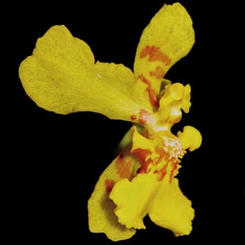 Floral elaiophores of Vitekorchis, Cyrtochilum and Oncidium