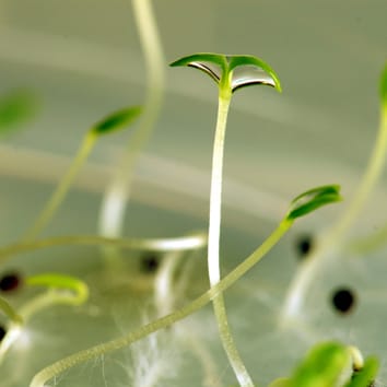 Transgenerational changes in seed longevity in Silene