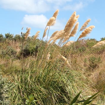 Polyploidy and long-distance dispersal