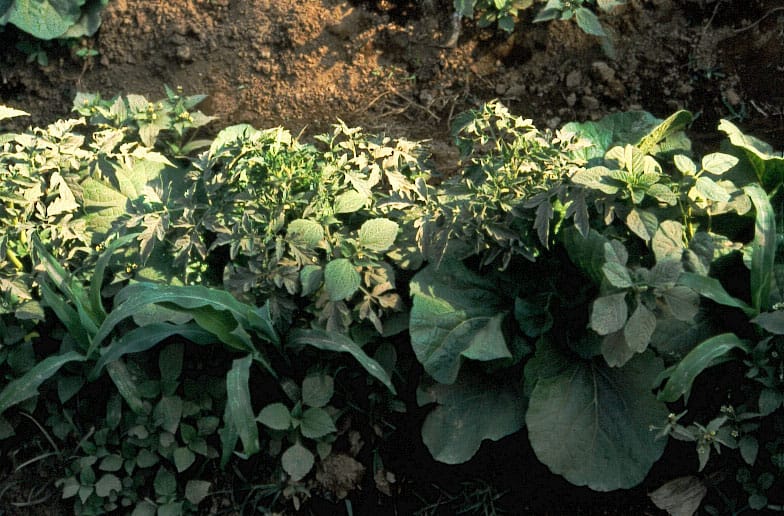 Multiple crops. Photo: Jules Pretty.