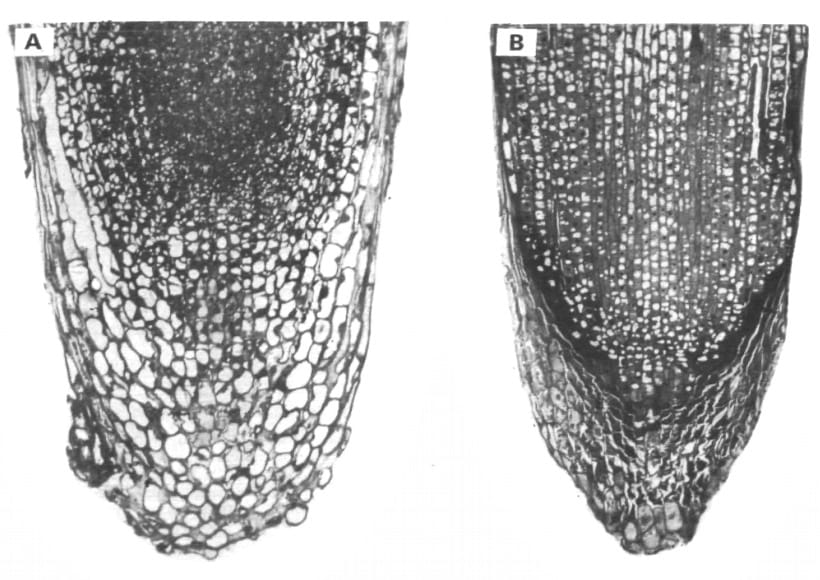 Use it or lose it, for a plant’s sense of gravity?