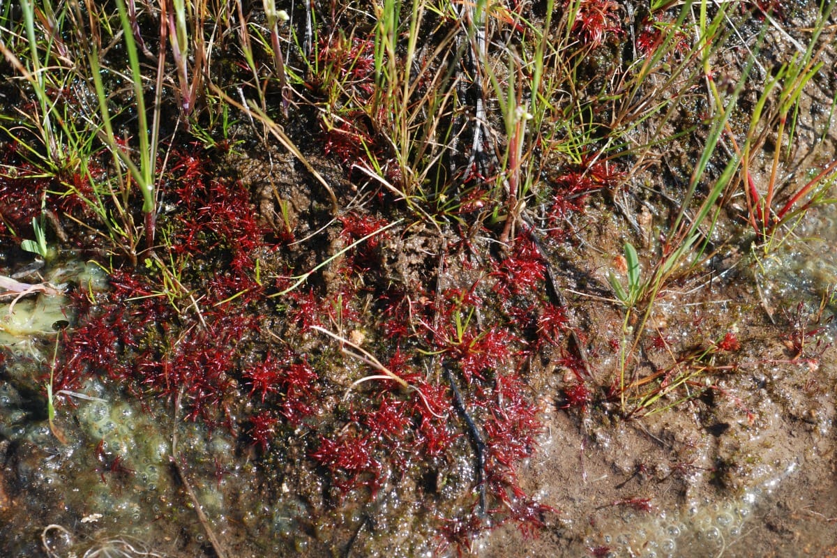 Deep sequencing coming for three taxa at key phylogenetic nodes