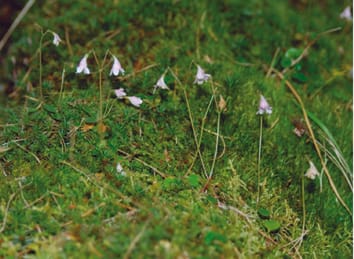 A flowering individual of Linnaea borealis (twinflower) in Xinjiang, northwestern China, noting its clonal production by stolons. Photo credit: Shuang-Quan Huang