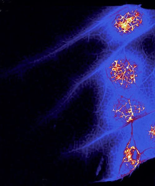 Zinc, meristem anatomy and seed germination – this week in Annals of Botany