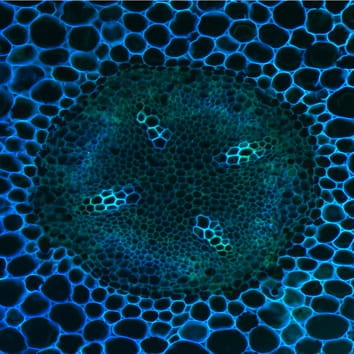 Pioneer root xylem development in Populus