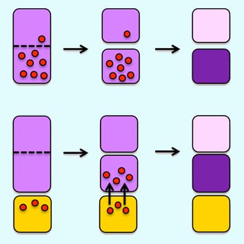 Asymmetric cell divisions in plant development