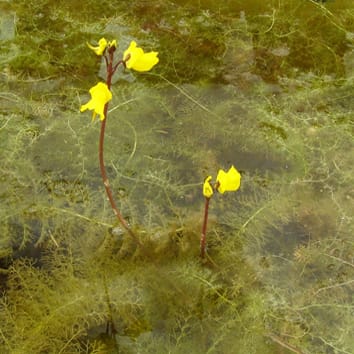 Nitrogen fixation in aquatic carnivorous plants