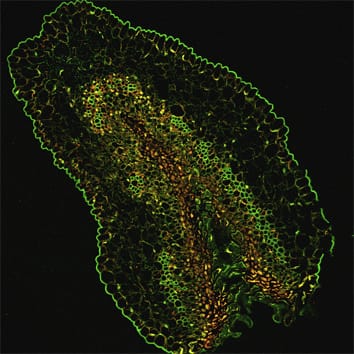 Role of PCD in the reproductive biology of kiwifruit