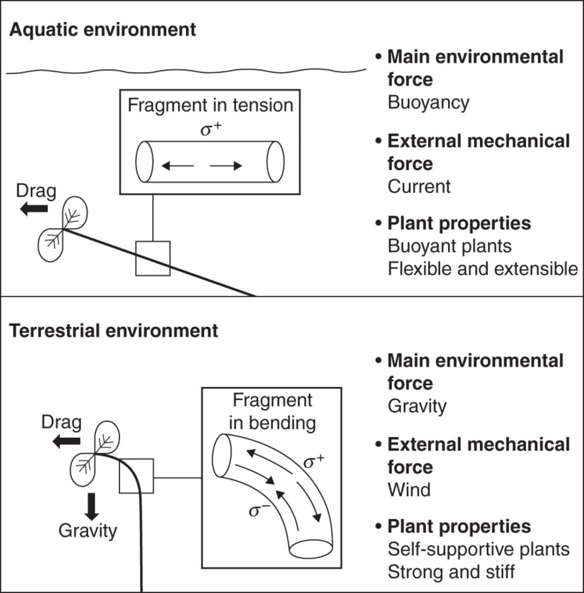 Do changes in water levels in wetlands give plants a backbone?