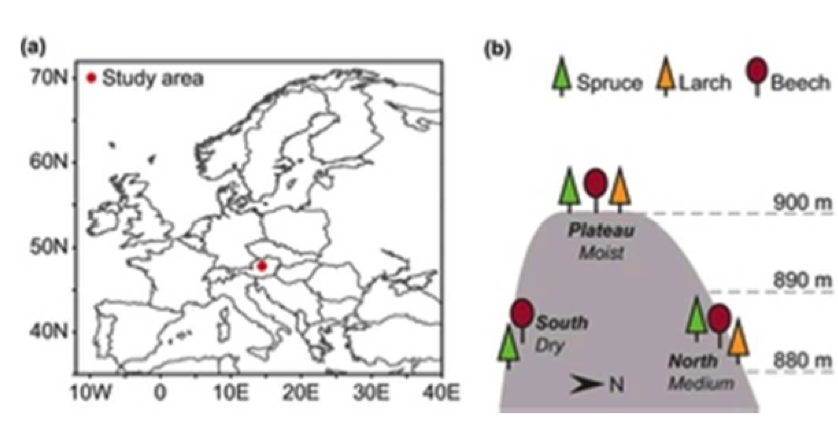 More to tree rings than meets the eye