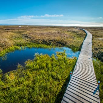 Plant functional types in Earth system models – application of dynamic vegetation models in high-latitude ecosystems