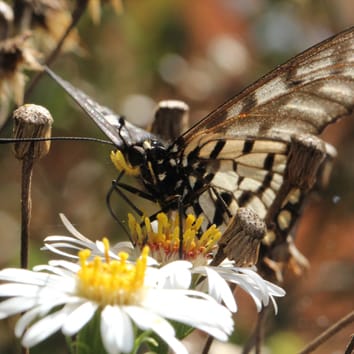 Population persistence of a displaced shrub