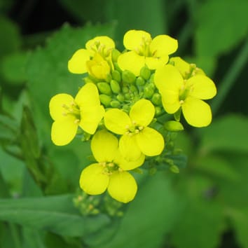 Temporal variation in gender in an annual plant