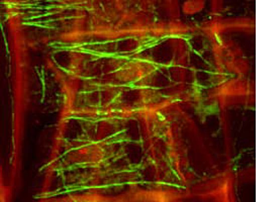 Timeless inner beauty…