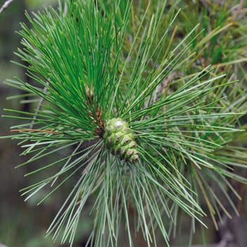 Pinus tabuliformis, reproduced with permission from http://www.cfh.ac.cn