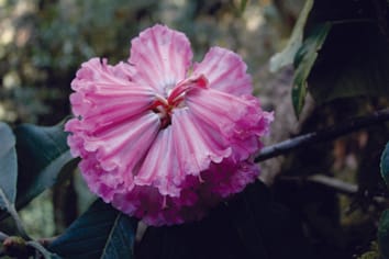 Genetic diversity and population structure of an extremely endangered species – the world’s largest Rhododendron