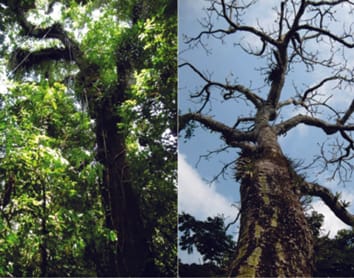 Host tree phenology affects vascular epiphytes at the physiological, demographic and community level