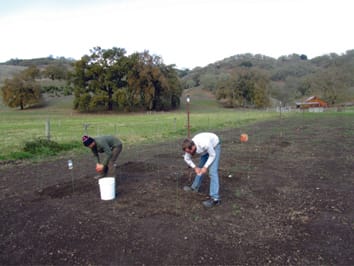 Initial success of native grasses is contingent on multiple interactions among exotic grass competition, temporal priority, rainfall, and site effects