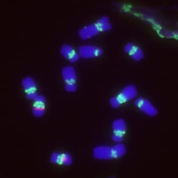Tandem-repeat dynamics in a chromosomally variable plant group