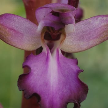 Molecular phylogenetics of the orchid Himantoglossum