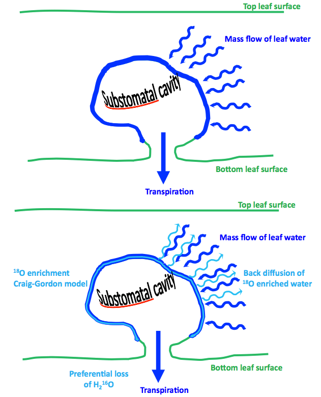 The path to understanding water movement in leaves is not straightforward