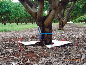 DNA analysis of soil extracts can be used to investigate fine root depth distribution of trees