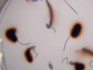 Collaboration between grass seedlings and rhizobacteria to scavenge organic nitrogen in soils