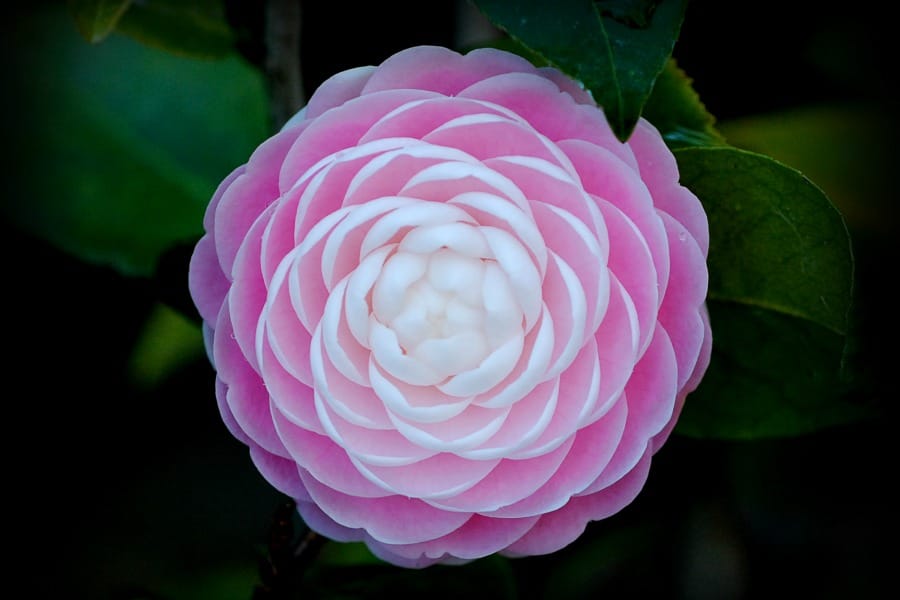 Pink Perfection Camellia