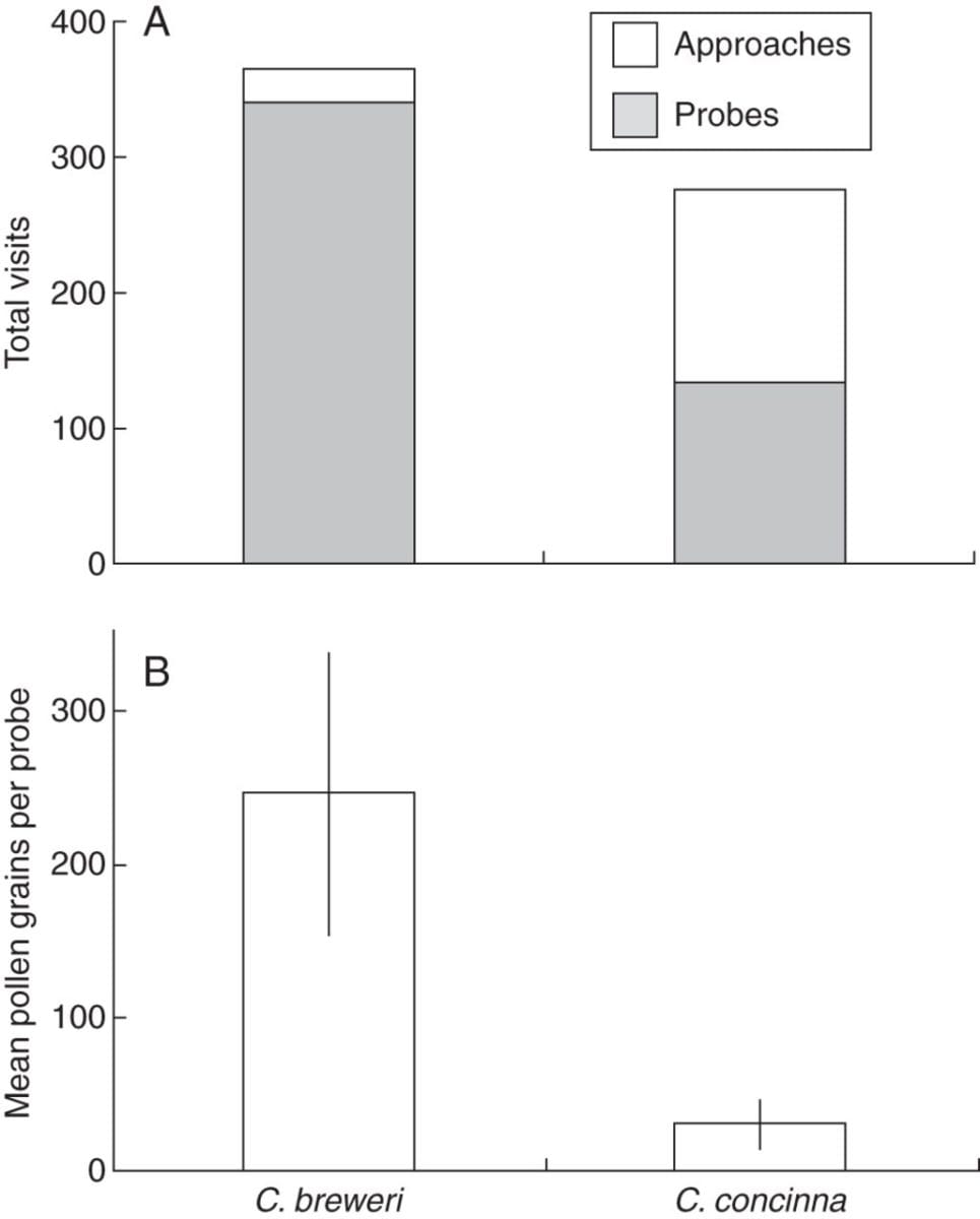 Graph showing how hawkmoths are more efficient for C Breweri.