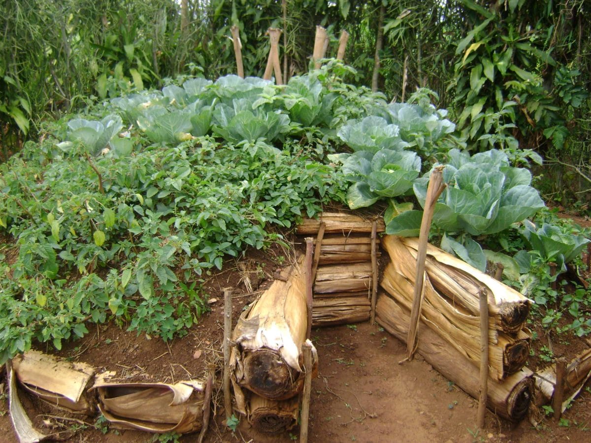 Using Plant and Crop Extracts to Enhance Rural Household Food Security