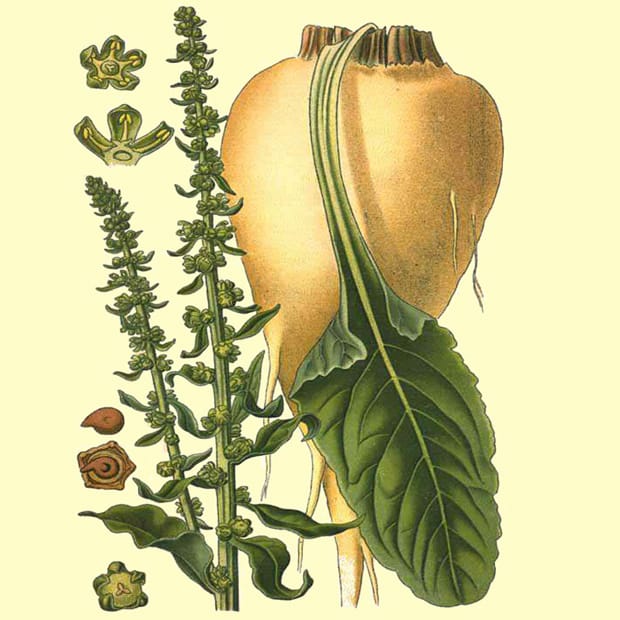 Nature Plants: an appreciation [or, Now we are Three…*]