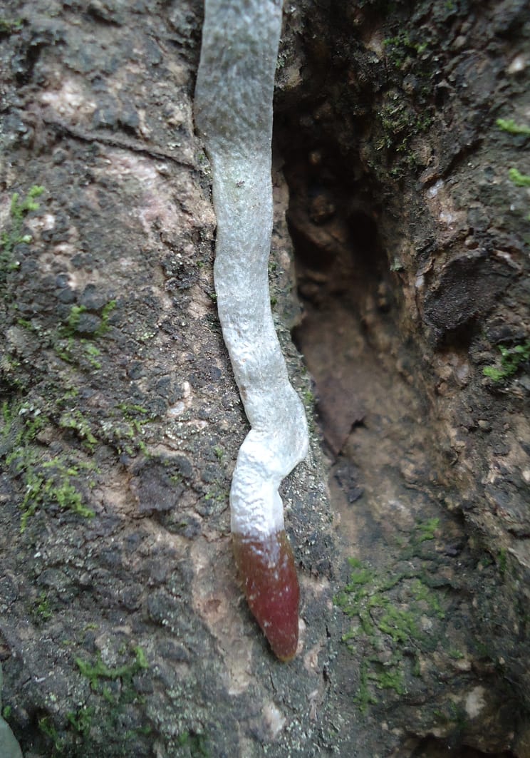 Plant parts doing unexpected things: Part 2 (or, Root research all up in the air)