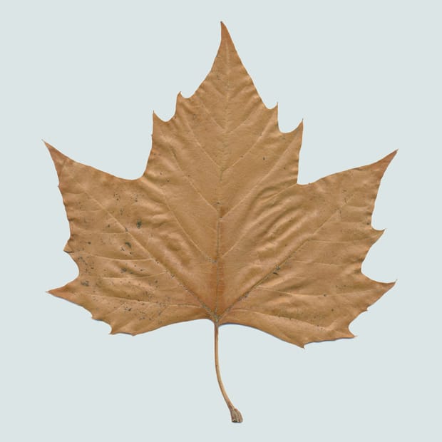 MPs fiddle with Nature…