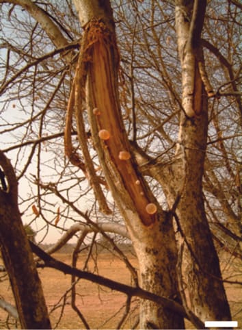 Leafless Acacia senegal tree at Dahra experimental field trial, Senegal during the dry season. Middle branch shows characteristic gum arabic ‘nodules’ formed after tapping (debarking) at the beginning of dry season. Bar represents 10 cm (photo credit: Julia Wilson)