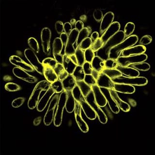 Live-cell imaging of Arabidopsis thaliana S-locus receptor kinase, the female specificity determinant of self-incompatibility
