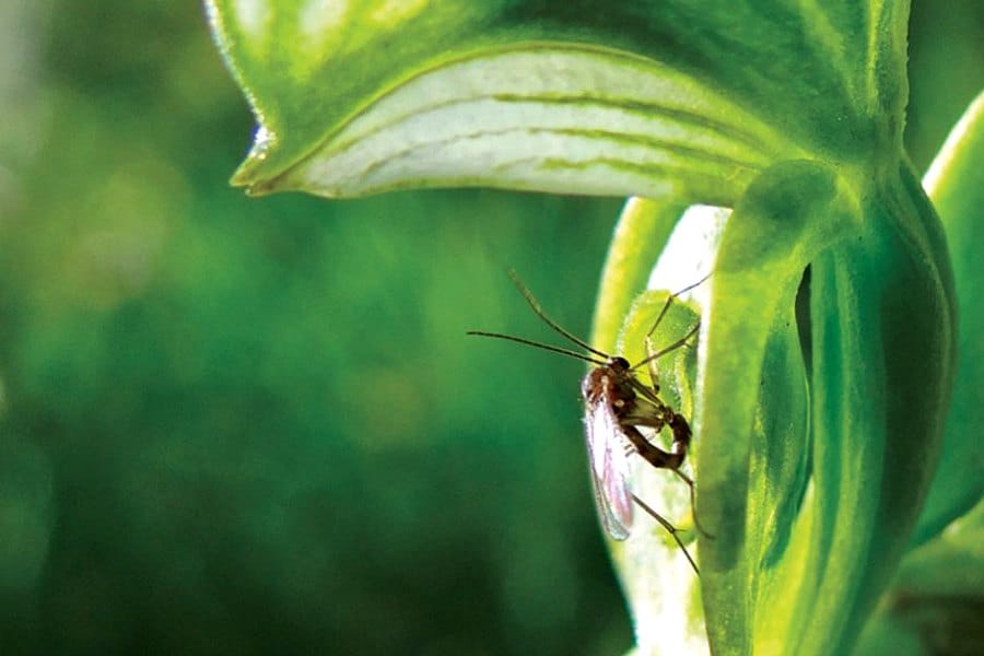Male fungus gnat (genus Mycomya) showing copulatory behaviour with the labellum of Pterostylis sanguinea. Photograph by R. D. Phillips.