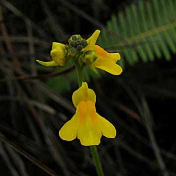 Evolution of genome size and chromosome numbers in Genlisea