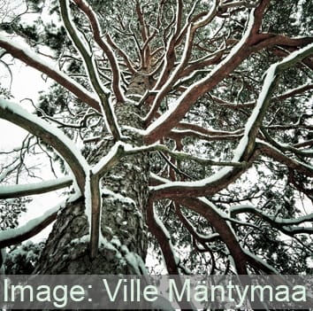 Freezing-related CO2 bursts reduce winter embolism