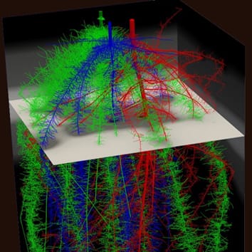 Root foraging and yield in maize/bean/squash polycultures