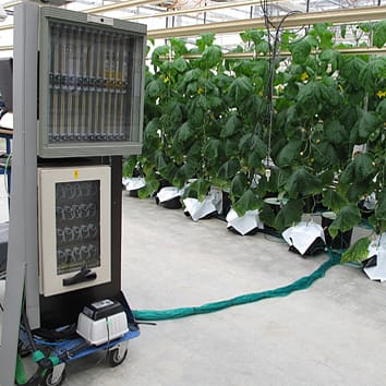 Fruit removal increases root zone respiration in cucumber