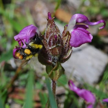 Buzz pollination, floral traits and pollen release