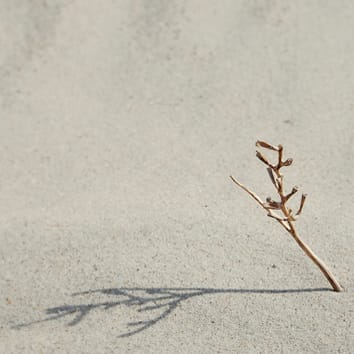 Diversification and evolution of dispersal ability in Brassiceae