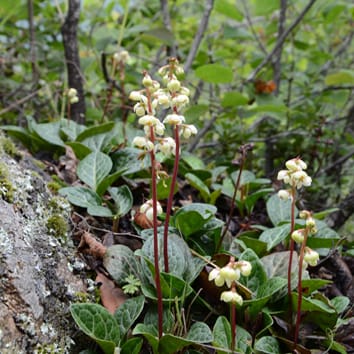 Biogeography of circumboreal taxa of Pyrola