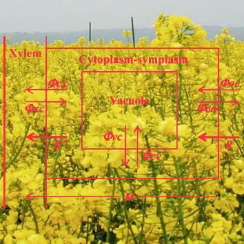 Flow–Force theory and modelling nitrogen uptake (Viewpoint)