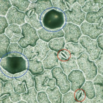 Genetic determinants of stomatal conductance