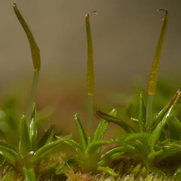 Sporophyte desiccation tolerance in the moss Aloina