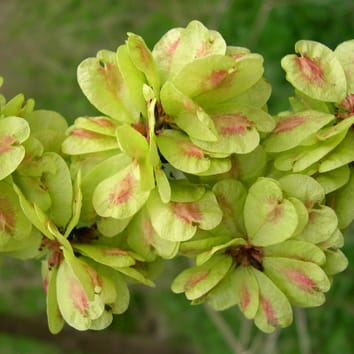 Genetic structure and gene flow patterns in Ulmus