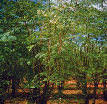 Germination and ultrastructural studies of seeds produced by a fast-growing, drought-resistant tree: implications for its domestication and seed storage